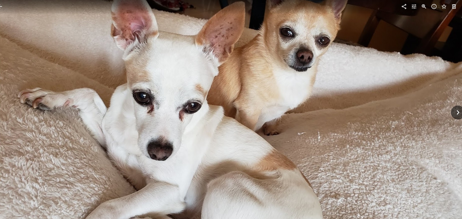 Photo - Google Photos - Google Chrome 2025-06-08 at 2.07.30 PM