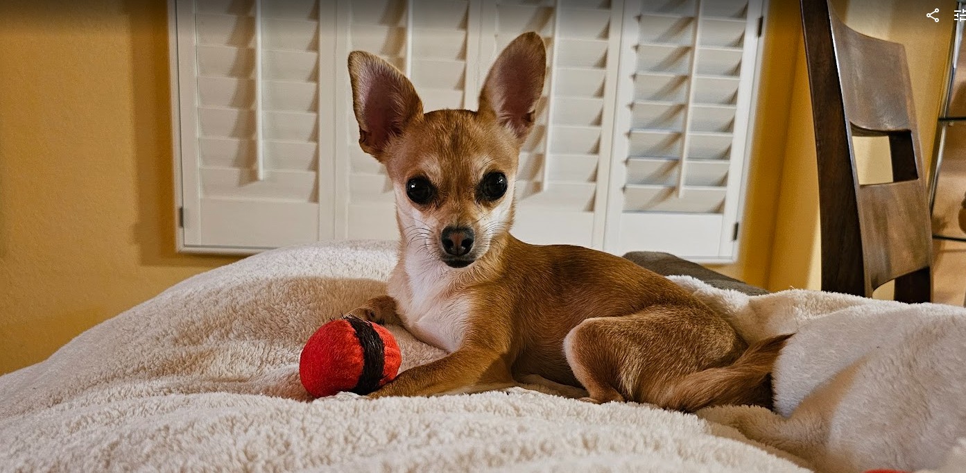 Photo - Google Photos - Google Chrome 2025-06-08 at 2.10.06 PM